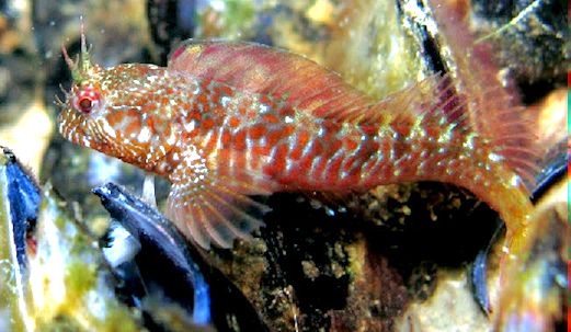 Parablennius incognitus_9654